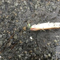 雨の中向うも不発